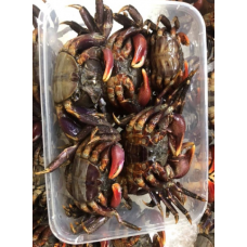 Mangrove Crab (500g)