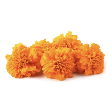 ดอกดาวเรืองสด 100 ดอก